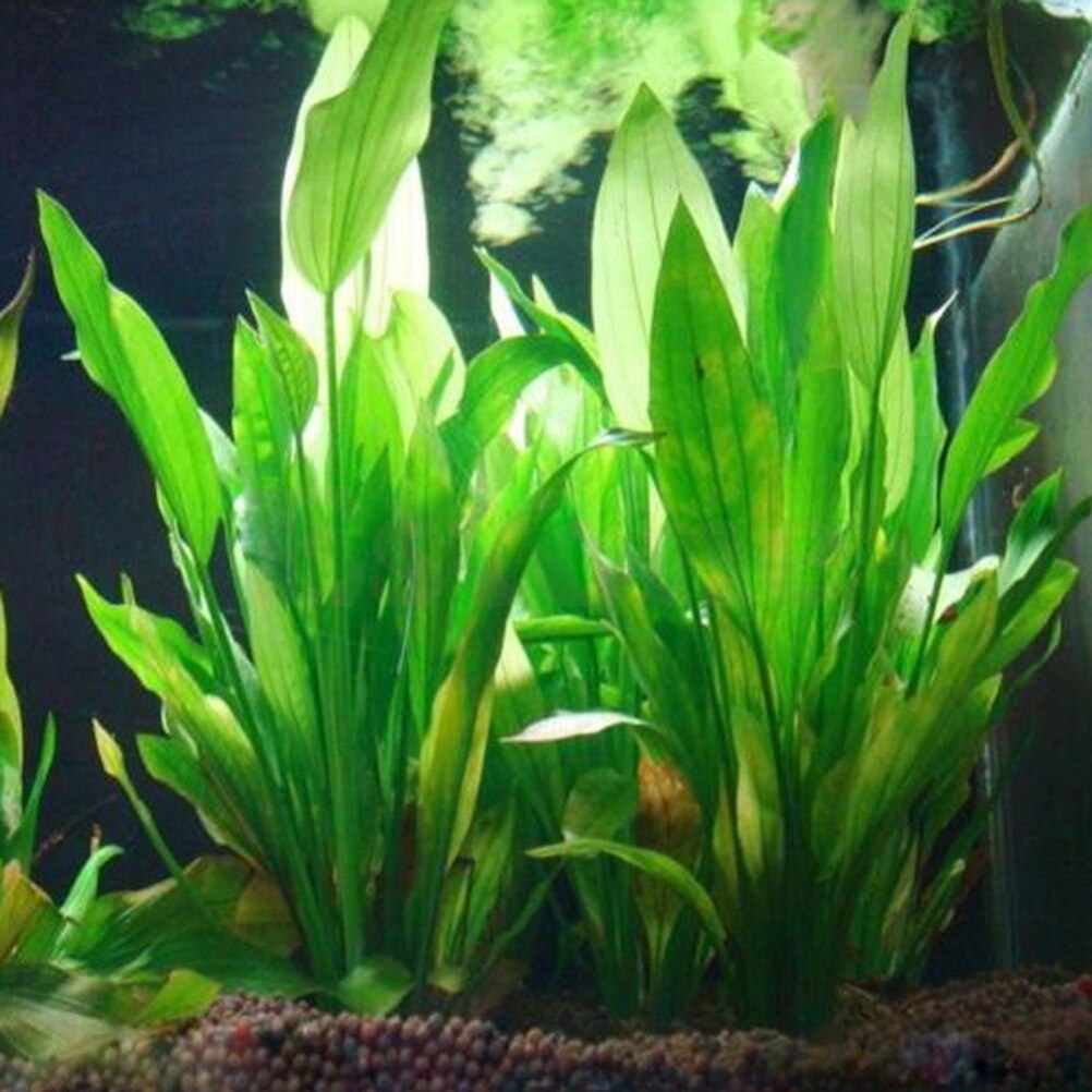 Marine Aquarium All In One - 15cm Artificial Aquarium Decor Plants Water
