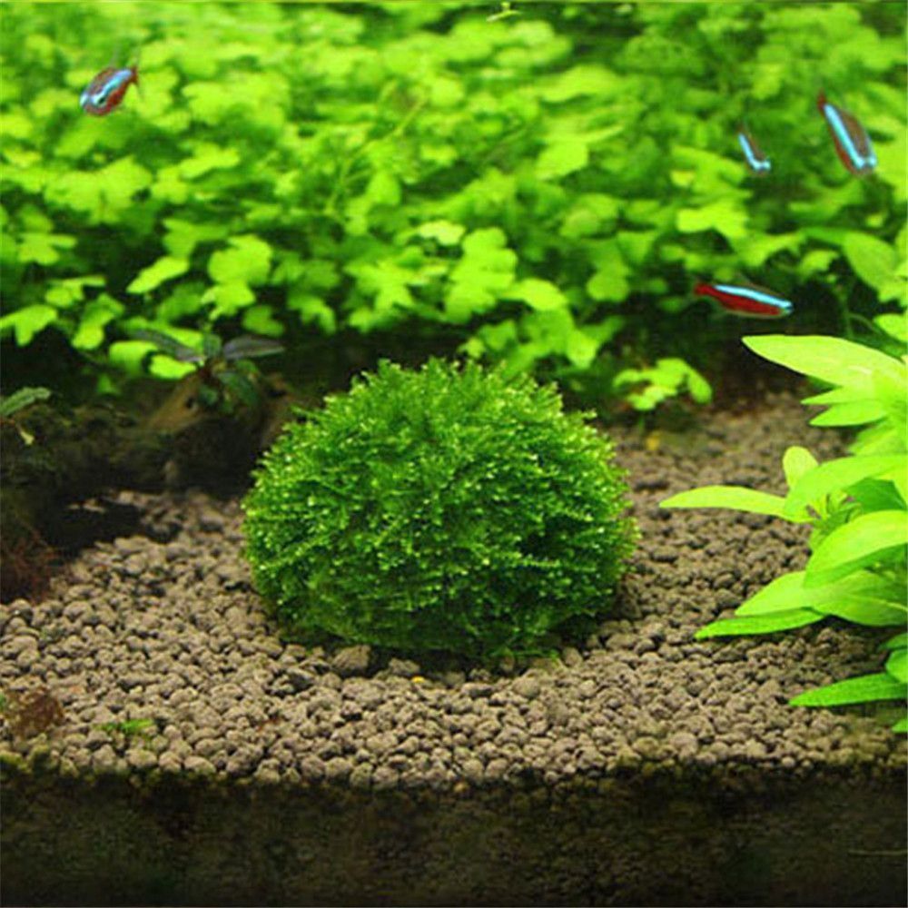 Marine Aquarium All In One - New Plastic Suspension Moss Dome Semicircle