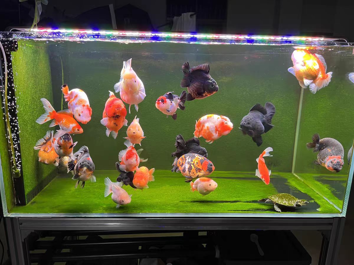 LED Aquarium Light for Fish Ta - đánh giá và giá Marine Aquarium In Clearwater
