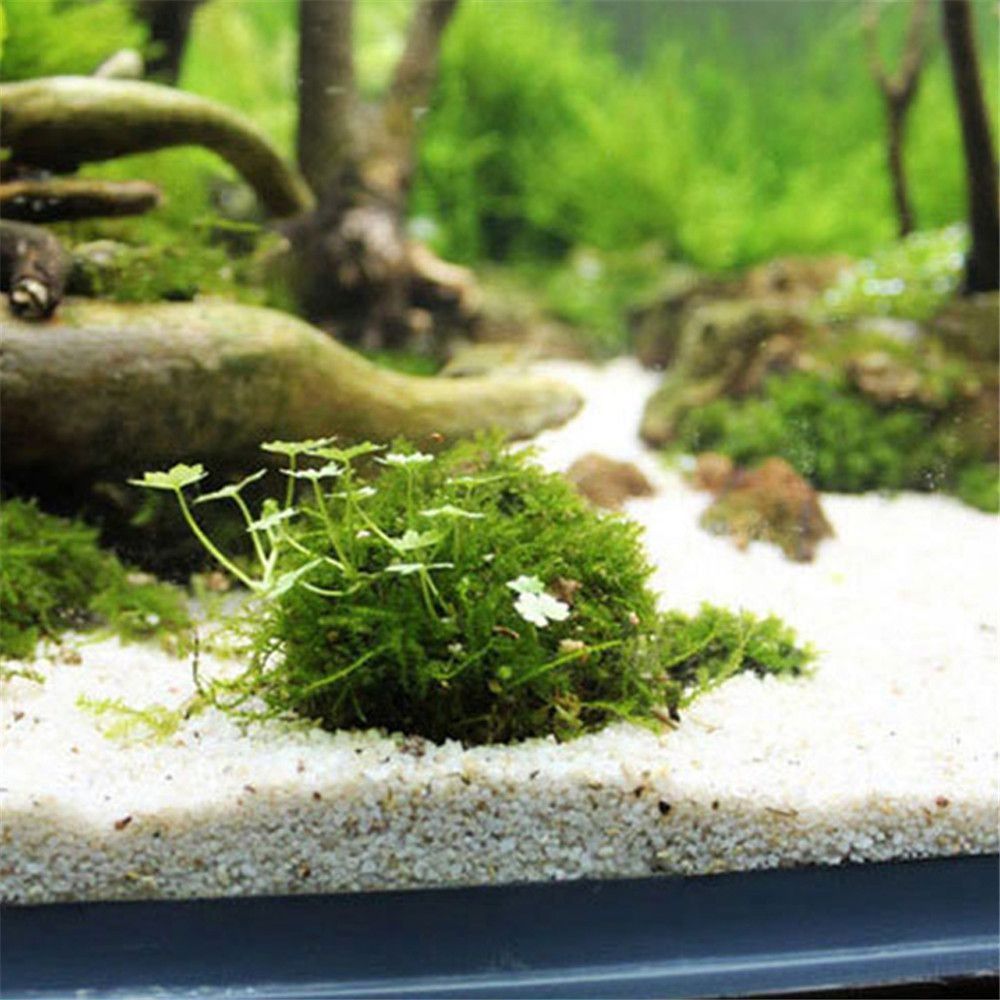 New Plastic Suspension Moss Do - đánh giá và giá Marine Aquarium All In One